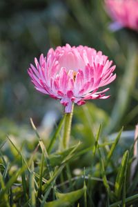 Close-up of pink flowering plant on field