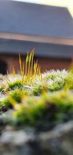 Close-up of plants growing on field
