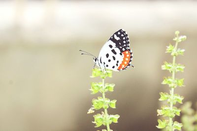Butterfly perching on plant