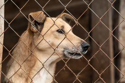 Close-up of dog seen through chainlink fence