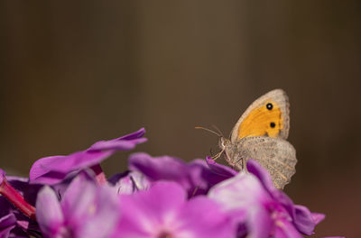 Close-up of butterfly pollinating on flower