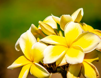 Yellow flower frangipani, also called plumeria, genus of flowering plants in the family apocynaceae