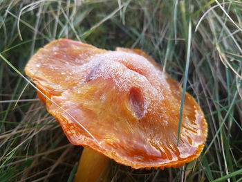 Close-up of wet mushroom growing on field