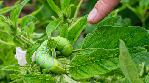 Close-up of hand holding leaves