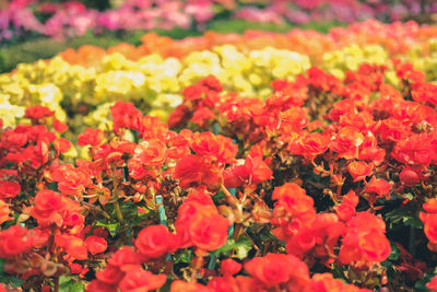 Close-up of red flowering plants on field