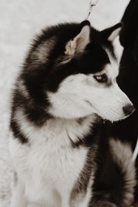 Close-up of dog