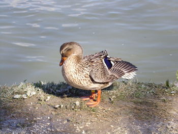 Close up of animal in pond