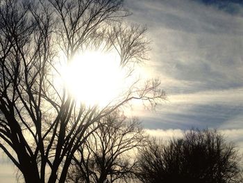 Silhouette of bare tree at sunset