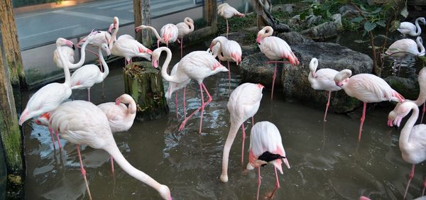 High angle view of birds in lake