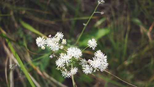 Close-up of white flowers blooming outdoors