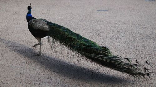 Peacock on footpath