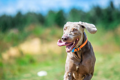 Dog looking away