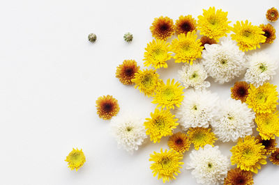 Close-up of yellow flowering plants against white background