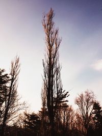 Low angle view of bare trees against sky