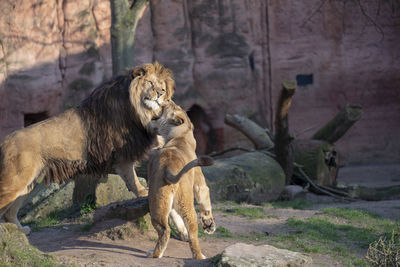 View of cats on rock in zoo