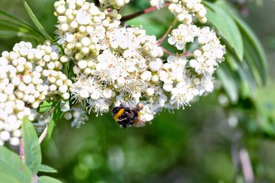 Close-up of bee on white flowers