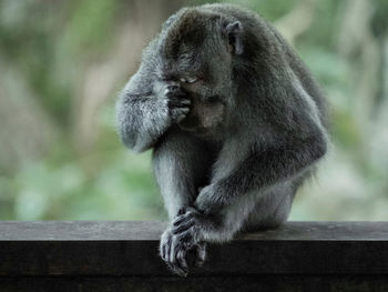 Cat looking away while sitting on railing