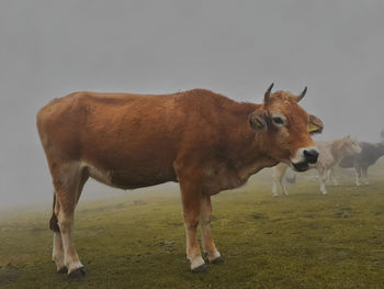 Cow standing in a field