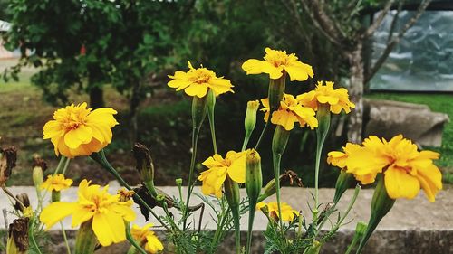 Close-up of yellow flowers