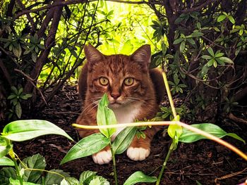 Portrait of a cat looking away