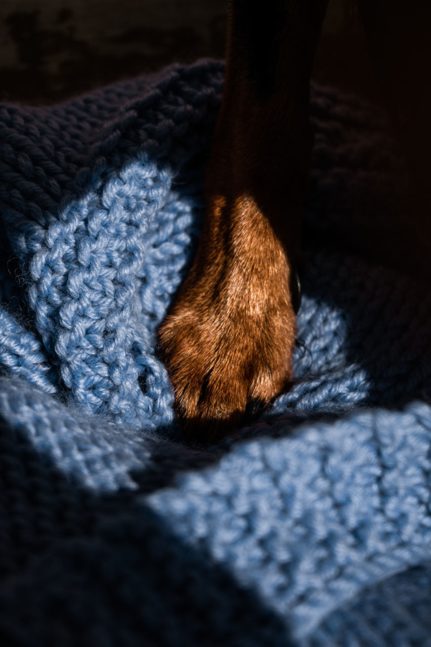 CLOSE-UP OF A DOG ON FLOOR