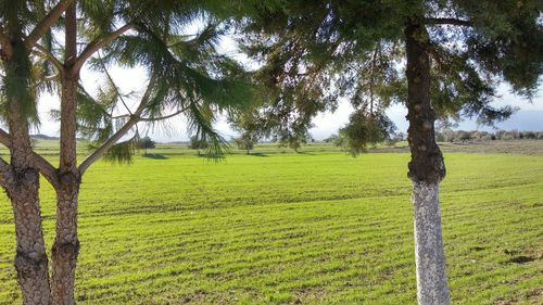 Trees growing on grassy field