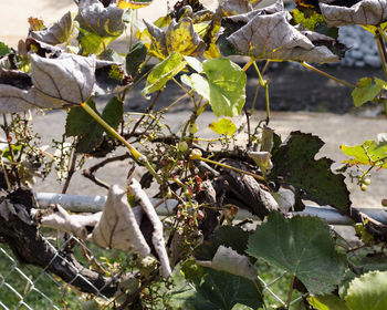 Close-up of dry leaves on plant