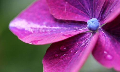 Close-up of water drops on pink flower