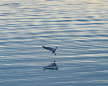 Seagull flying over sea
