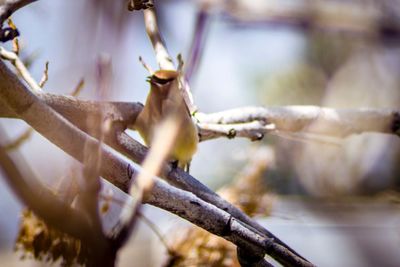 Close-up of dead plant on branch