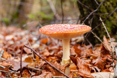 Close-up of fly agaric mushroom on field