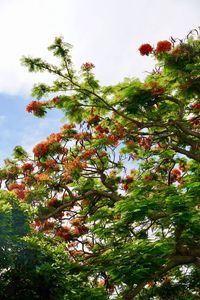 Low angle view of flowering tree against sky