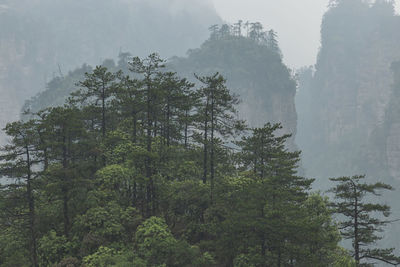 Trees in forest against mountains