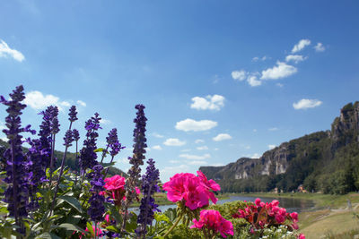 Close-up of pink flowering plants against sky