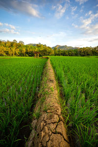 Scenic view of agricultural field against sky