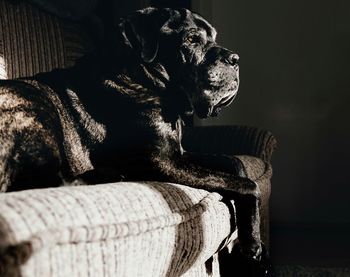 Dog sitting on sofa at home