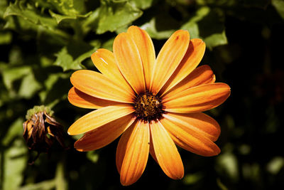 Close-up of yellow flower