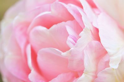 Full frame shot of pink flower