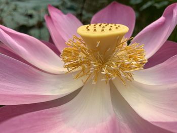 Close-up of fresh pink water lily