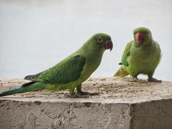 Two birds perching on a wall