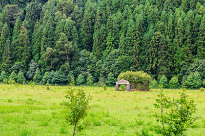 Scenic view of forest