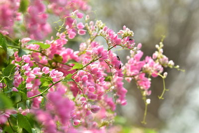 Close-up of pink flowering plant