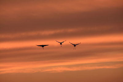 Low angle view of silhouette cranes flying against cloudy sky