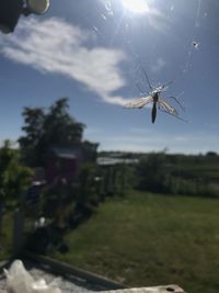 Close-up of spider on web against the sky