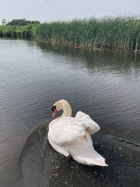 Swan floating on lake