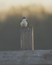 Close-up of bird perching on wooden post