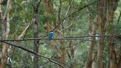 Bird perching on a tree