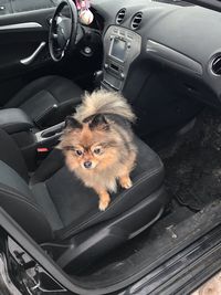 High angle view of dog in car