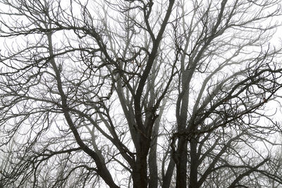 Low angle view of bare tree against sky