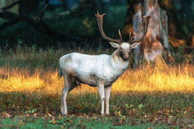 Deer standing on field